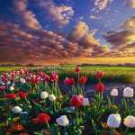 Farshad