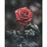 mammad