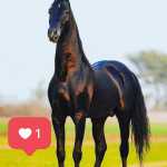 Hj56