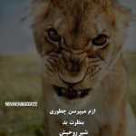 Mohsenqarib6