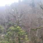 vena
