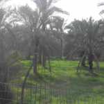 Shahram127