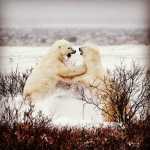 Majed_bnd