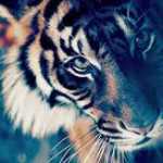 afshin1998