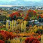 maziar