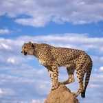 Hasancachal