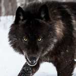 LoneBlackWolf