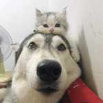 Huskyboy63