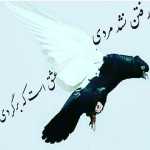 Amiiiir