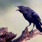 amir_ali71