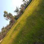 sadaf