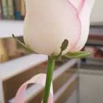 Moradi