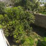 mahmood126
