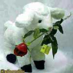 Omid2244