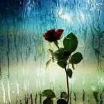 ebrahim_mohitym