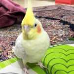 Faraz8502