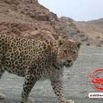 Mohsenmf