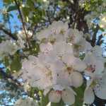 arash_cng