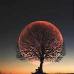amirali_jj