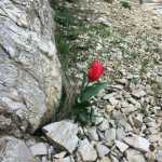 behzad3007