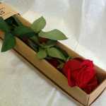 alireza1398