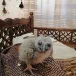 Sasan69706970