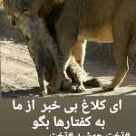 Majidsaeeda