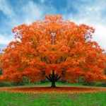 mehran_sh