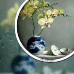 cembily