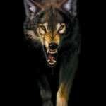 alone1wolf092
