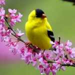 hanif