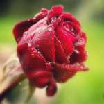 alireza0912110