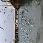 Afshin2656