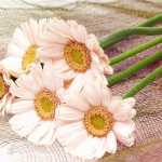 sadegh285