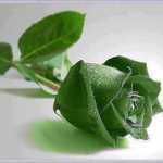 mansoor64