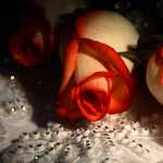 masoud334