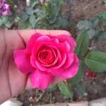 hamed11333