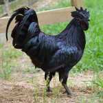 cock