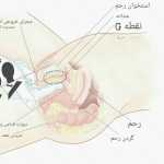 ahmadisaeid