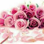 hamedb