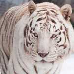 Sadegh1129