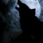 BlackWolf