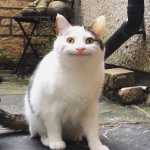 mohammadjo0on