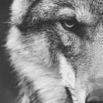 Hiddenwolfie