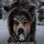 Amir22lp