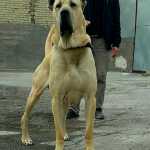 AMir0021