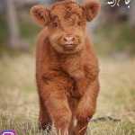 saman9728