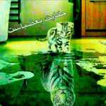 Mohamadmmm