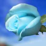 masud111