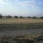 aramon
